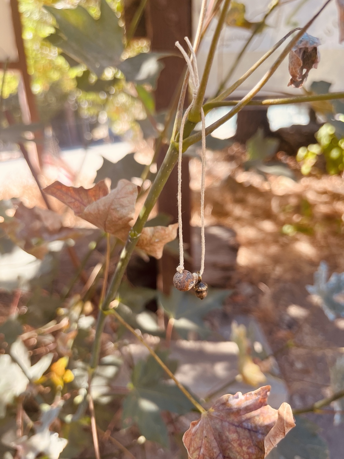 A small Rising Oak keepsake hanging from a branch in warm sunlight